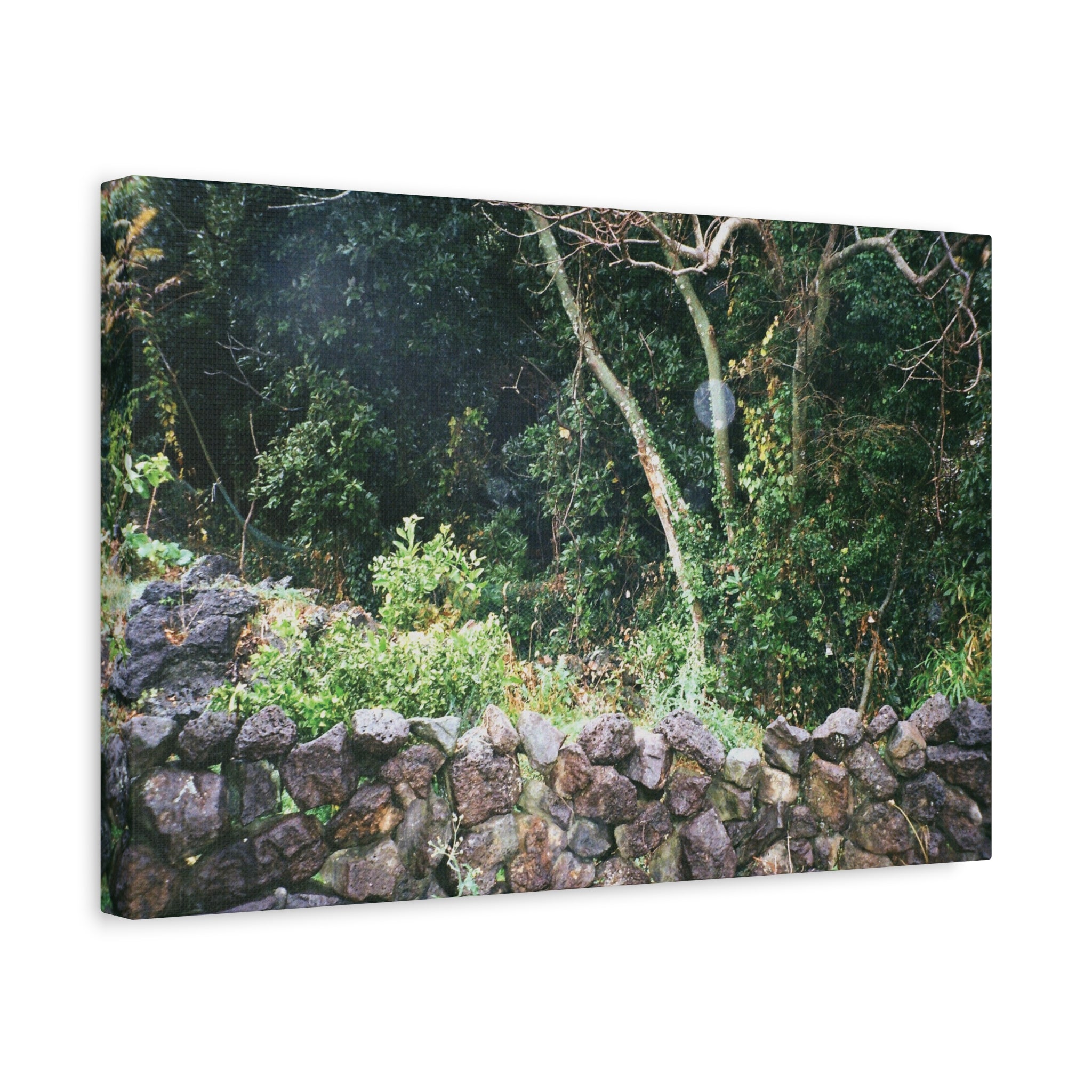 Jeju Gotjawal Forest Canvas Print — Tangerine Orchard & Doldam Stretched Matte Canvas