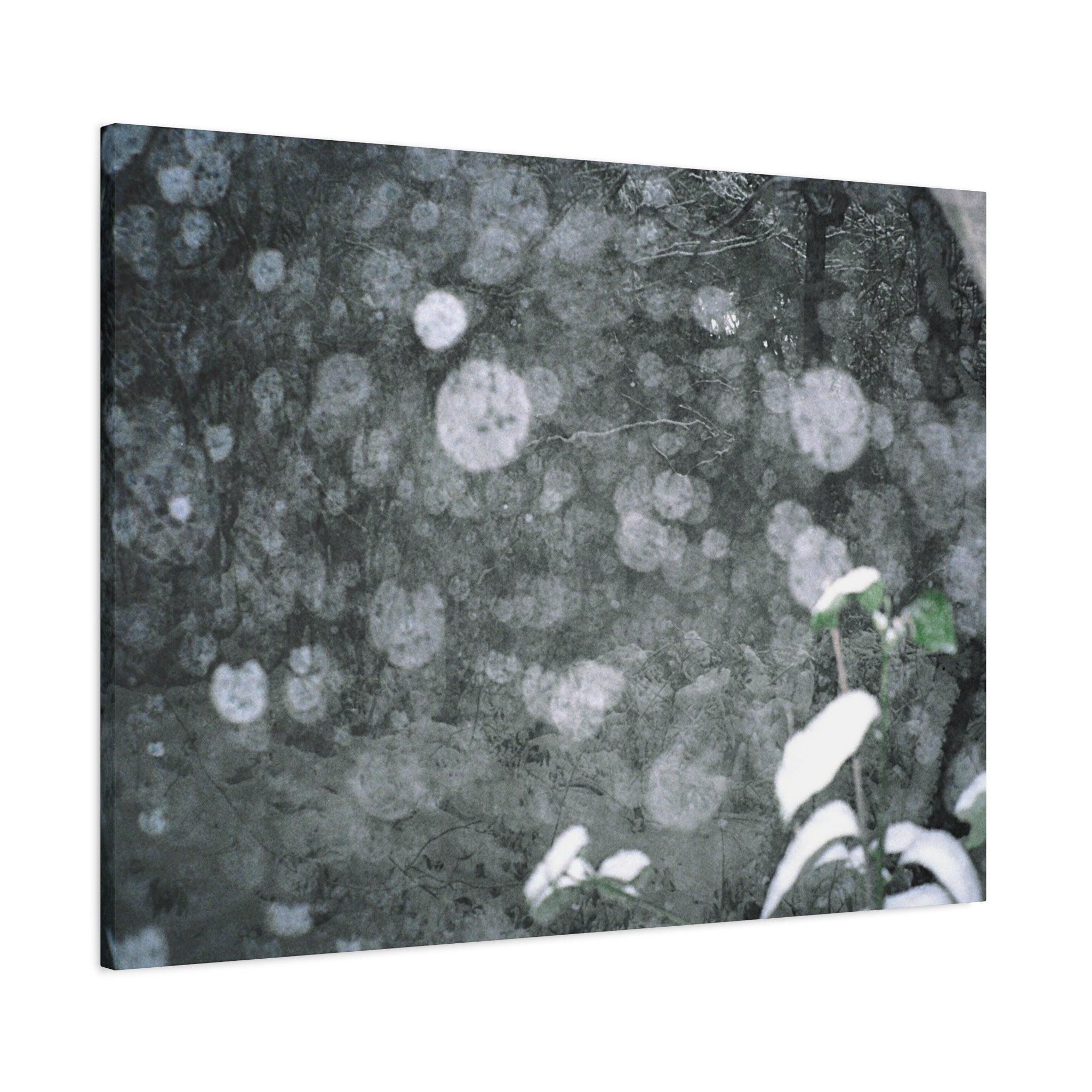 Jeju Snowy Gotjawal Forest Canvas Print