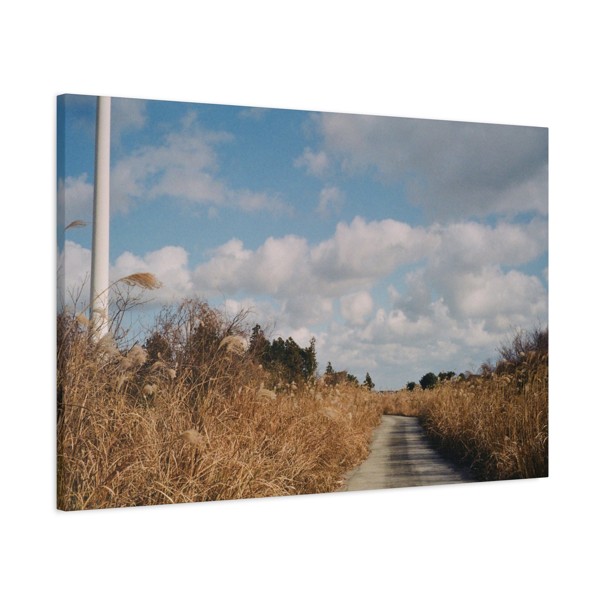 Jeju Gotjawal Winter Silver Grass Canvas Print