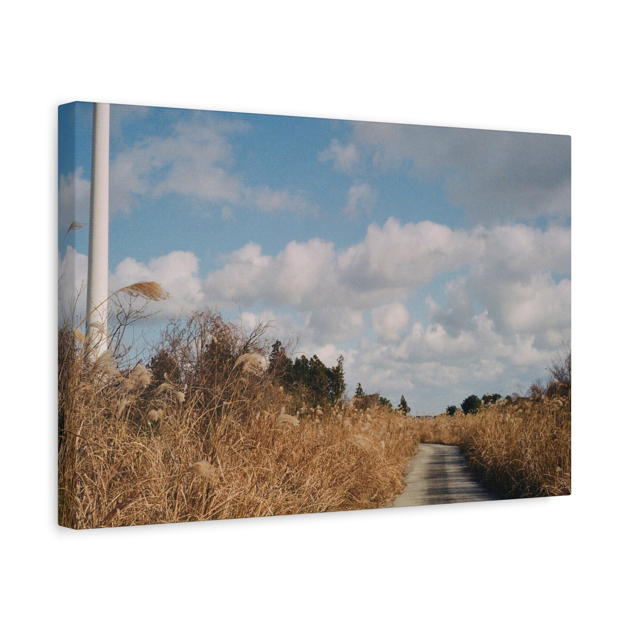 Jeju Gotjawal Winter Silver Grass Canvas Print — Matte Stretched Canvas