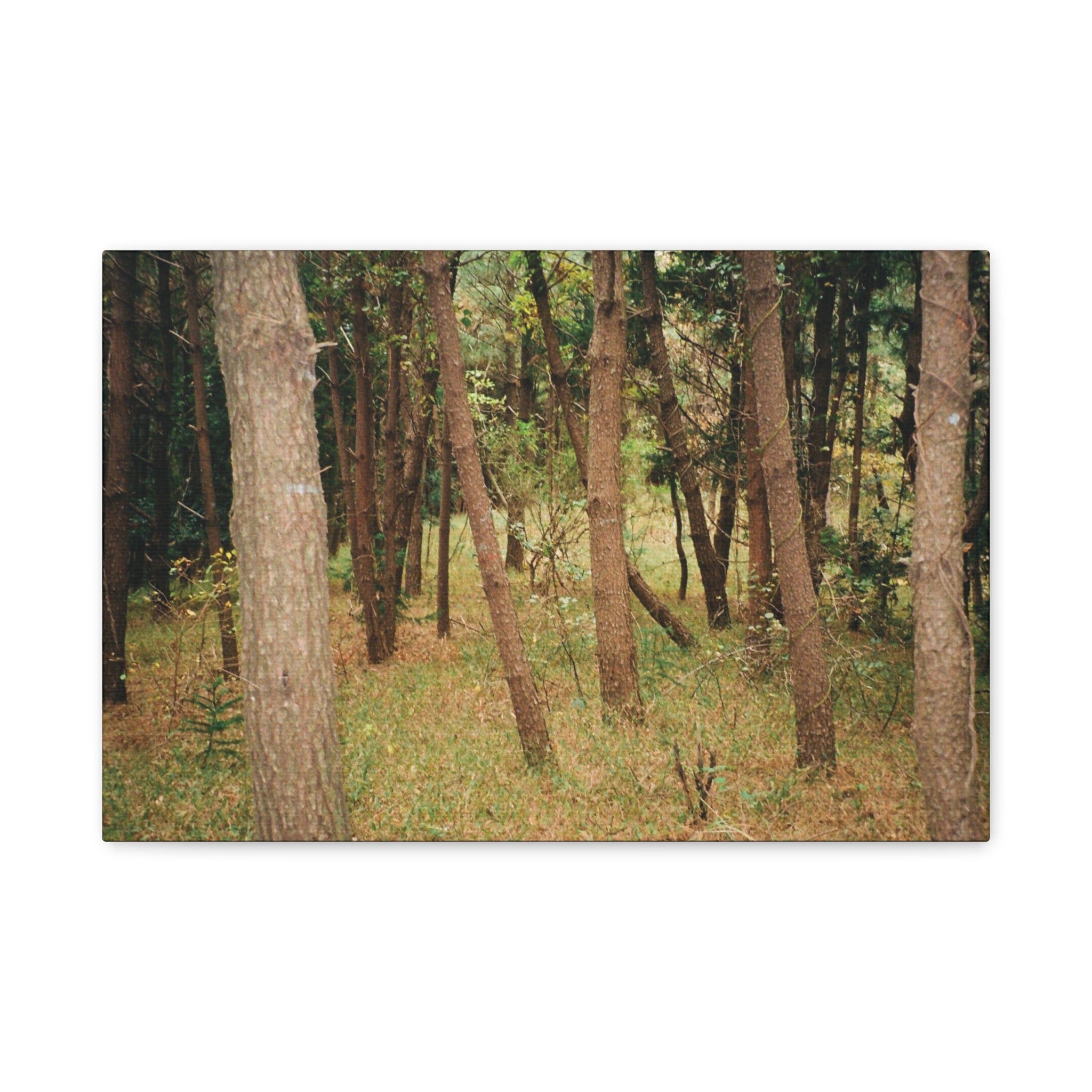 Jeju Gungdae Oreum Forest Canvas Print