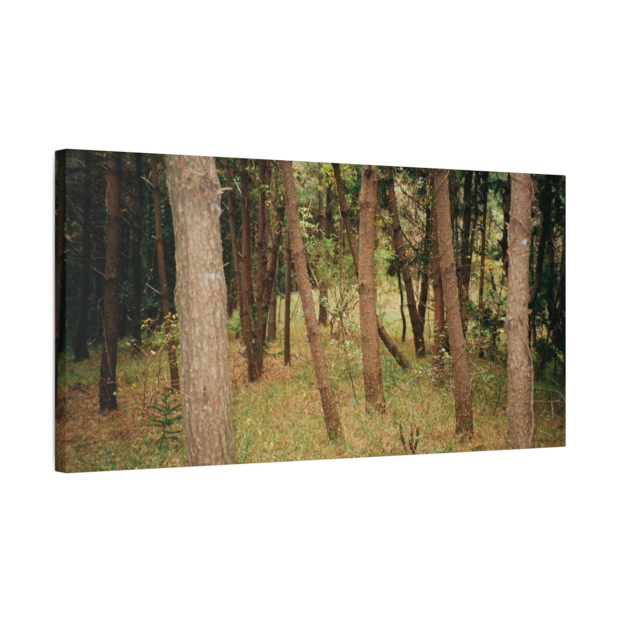 Jeju Gungdae Oreum Forest Canvas Print
