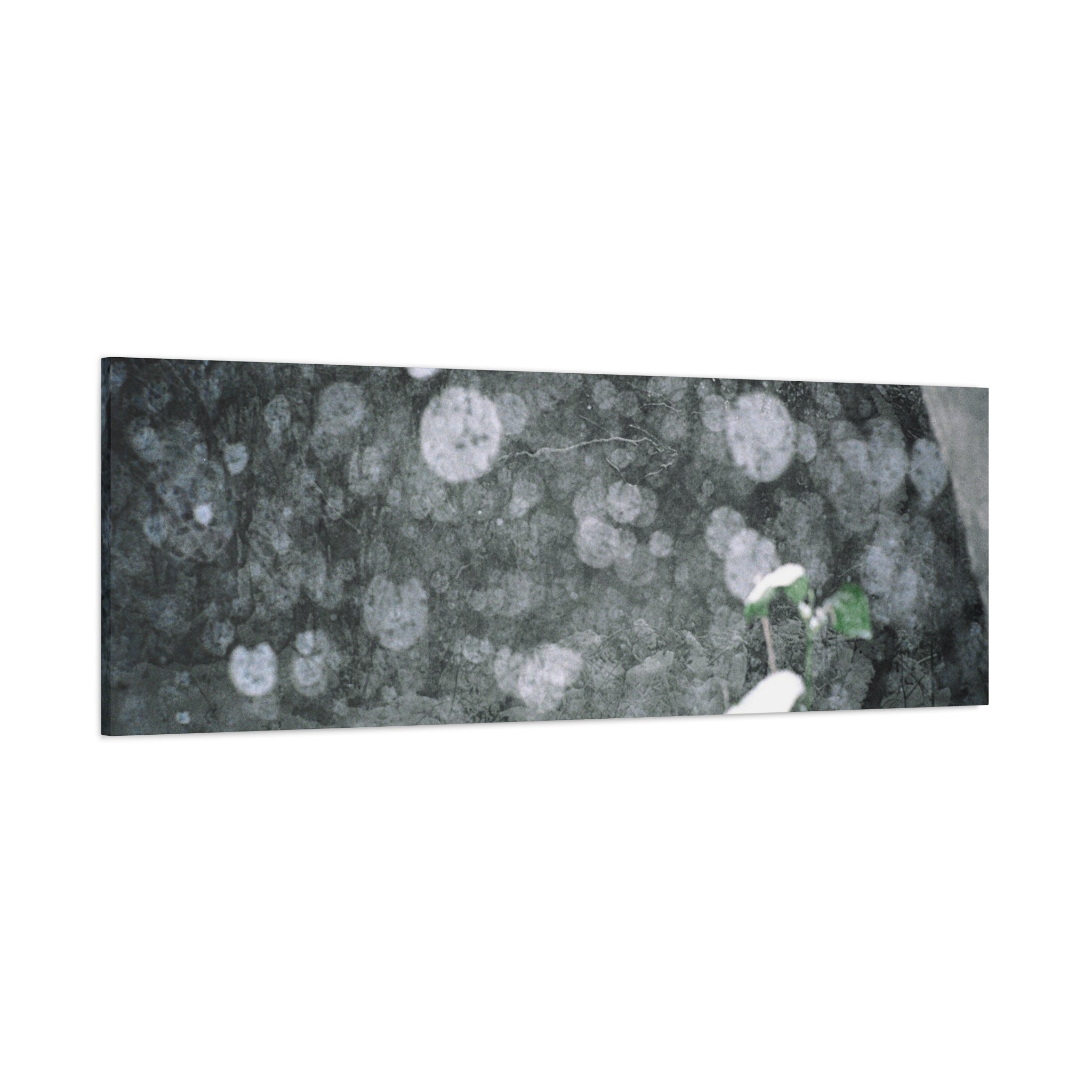 Jeju Snowy Gotjawal Forest Canvas Print