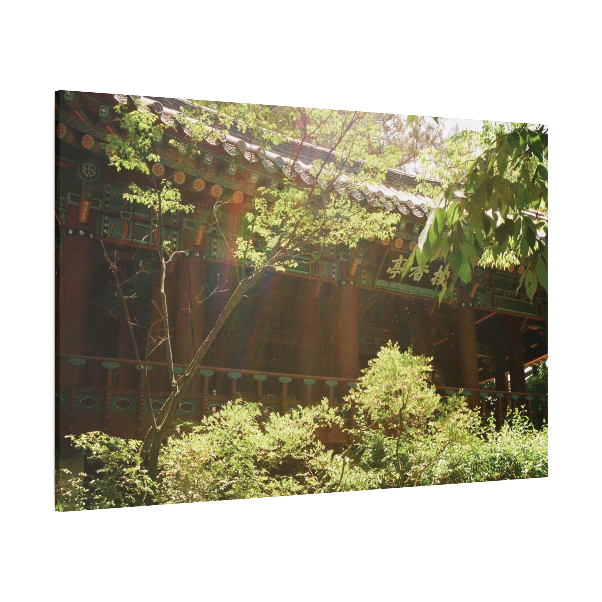Korean Hanok Spring Sunshine Canvas Print