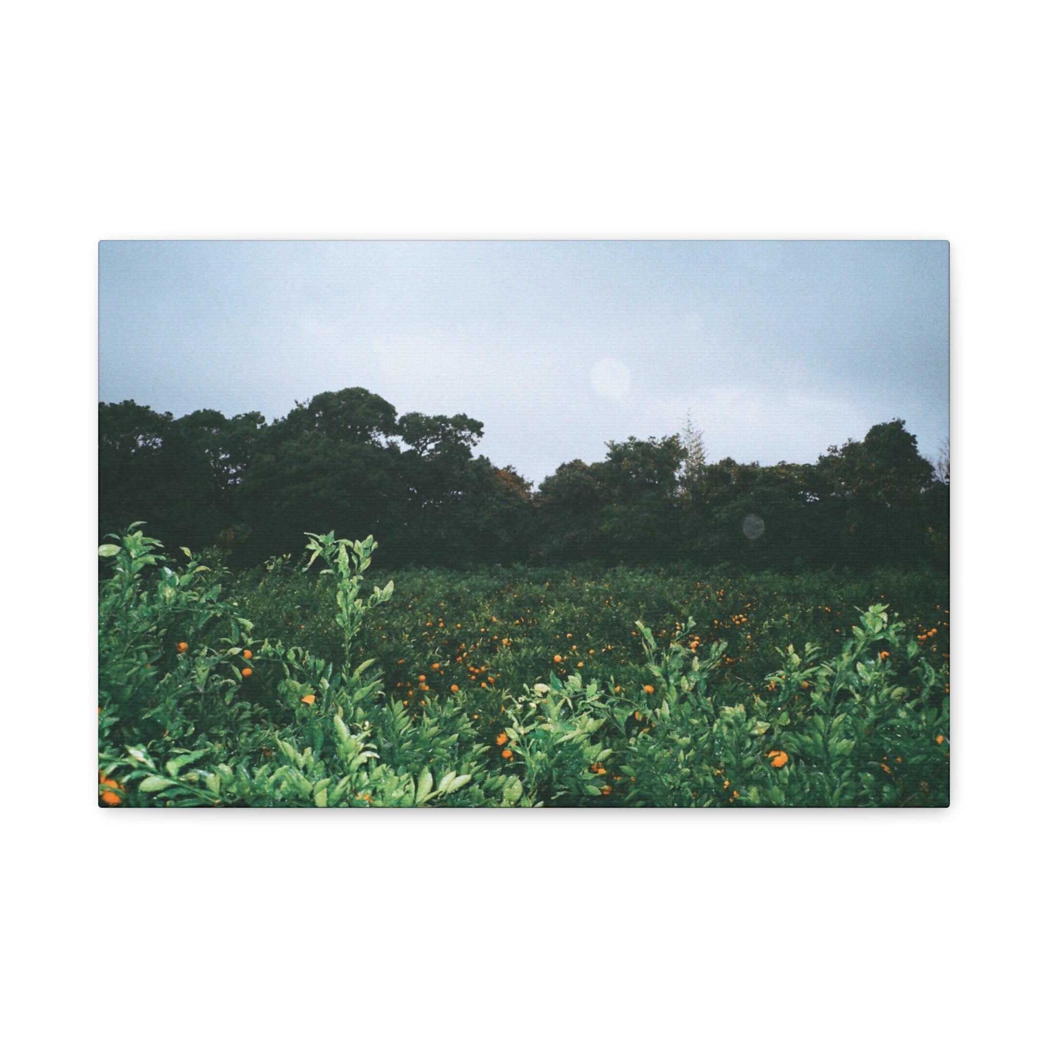 Jeju Winter Snowy Tangerine Orchard Canvas Print