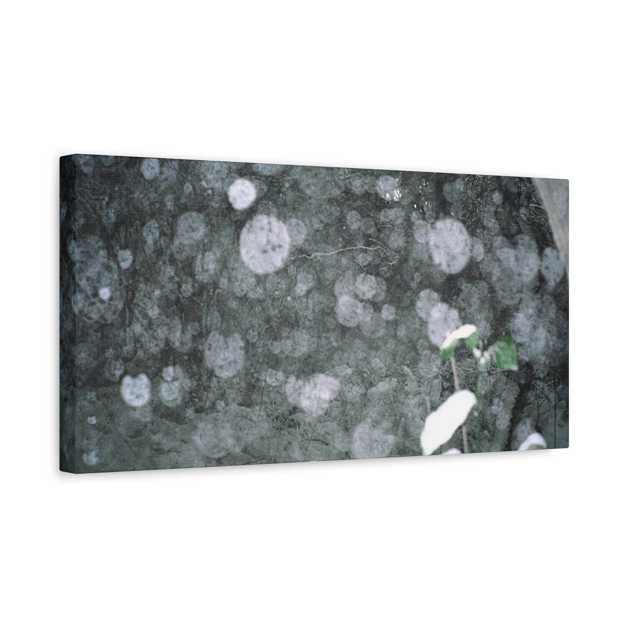 Jeju Snowy Gotjawal Forest Canvas Print