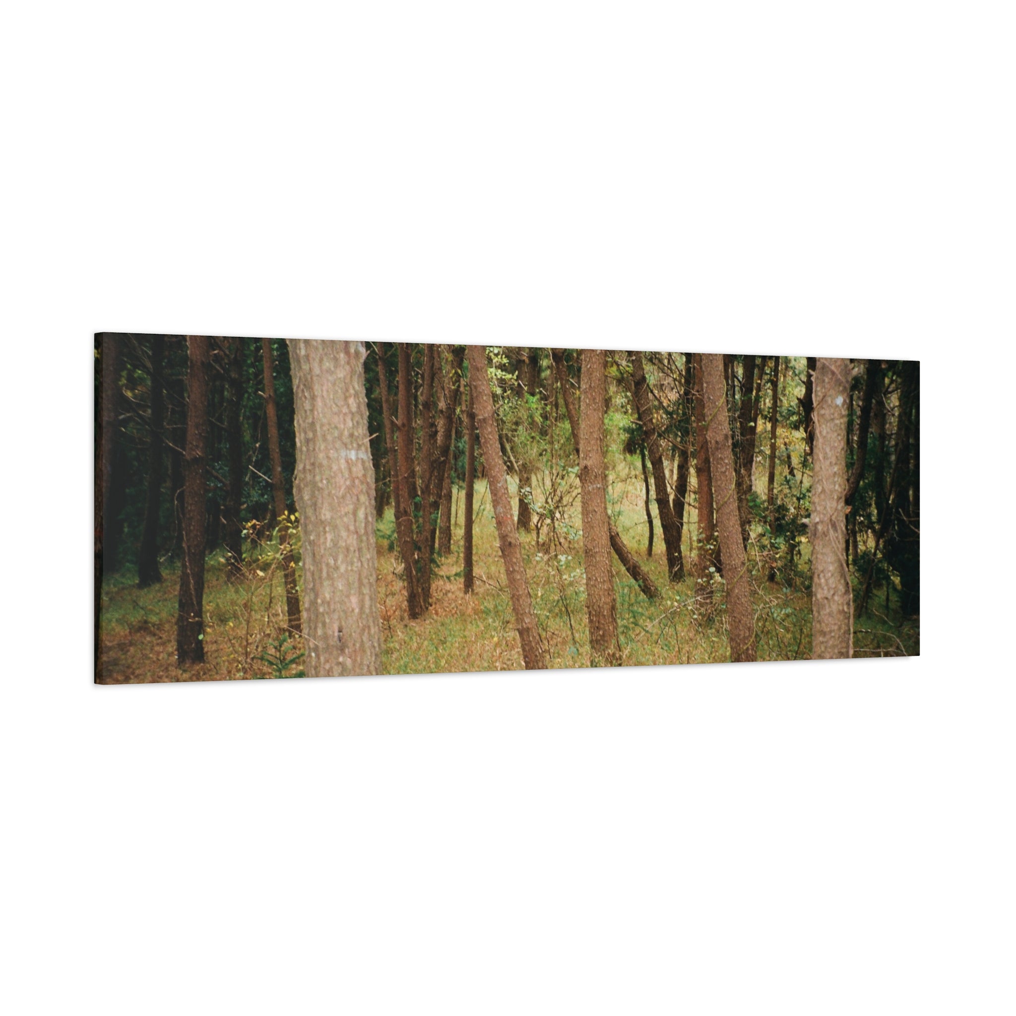 Jeju Gungdae Oreum Forest Canvas Print