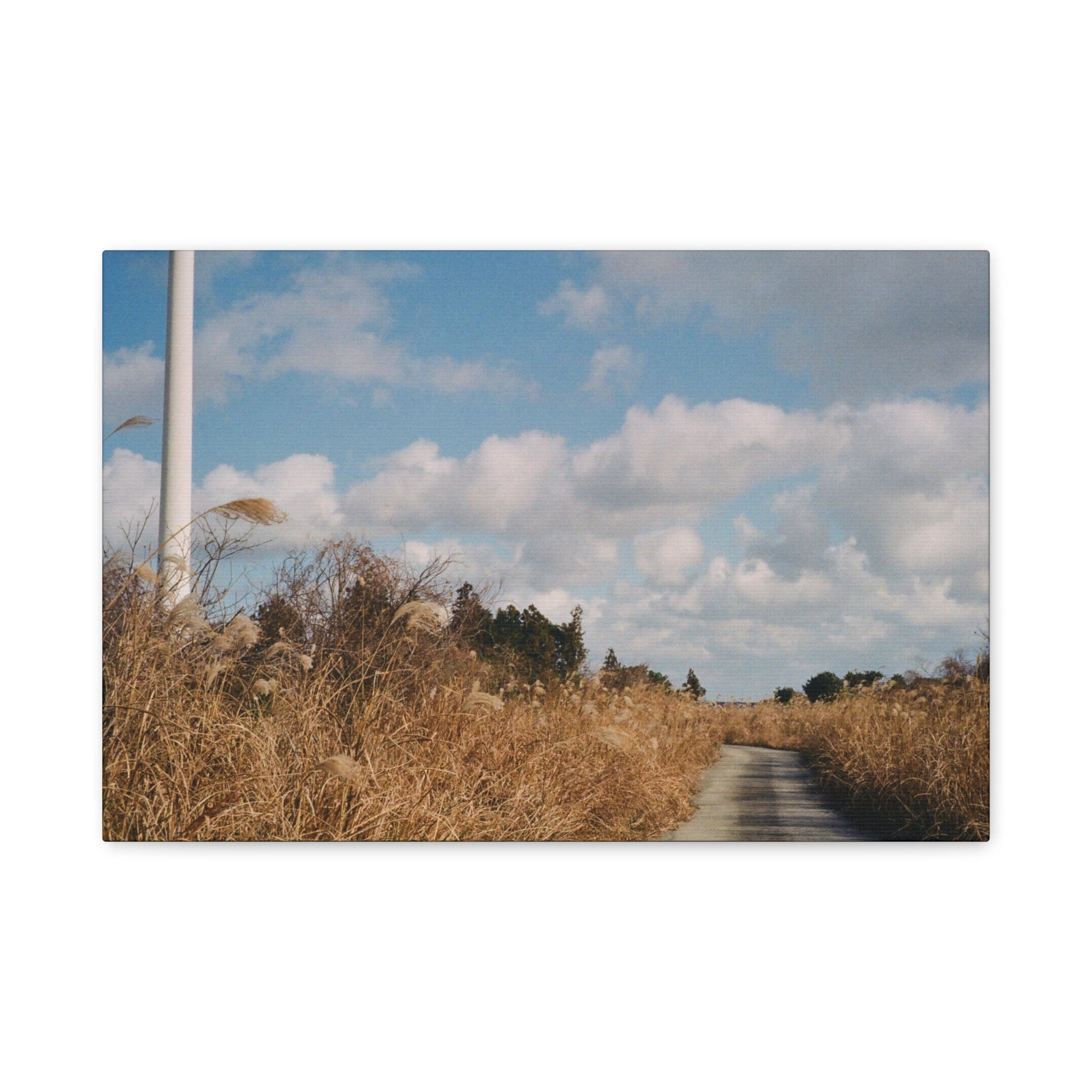 Jeju Gotjawal Winter Silver Grass Canvas Print