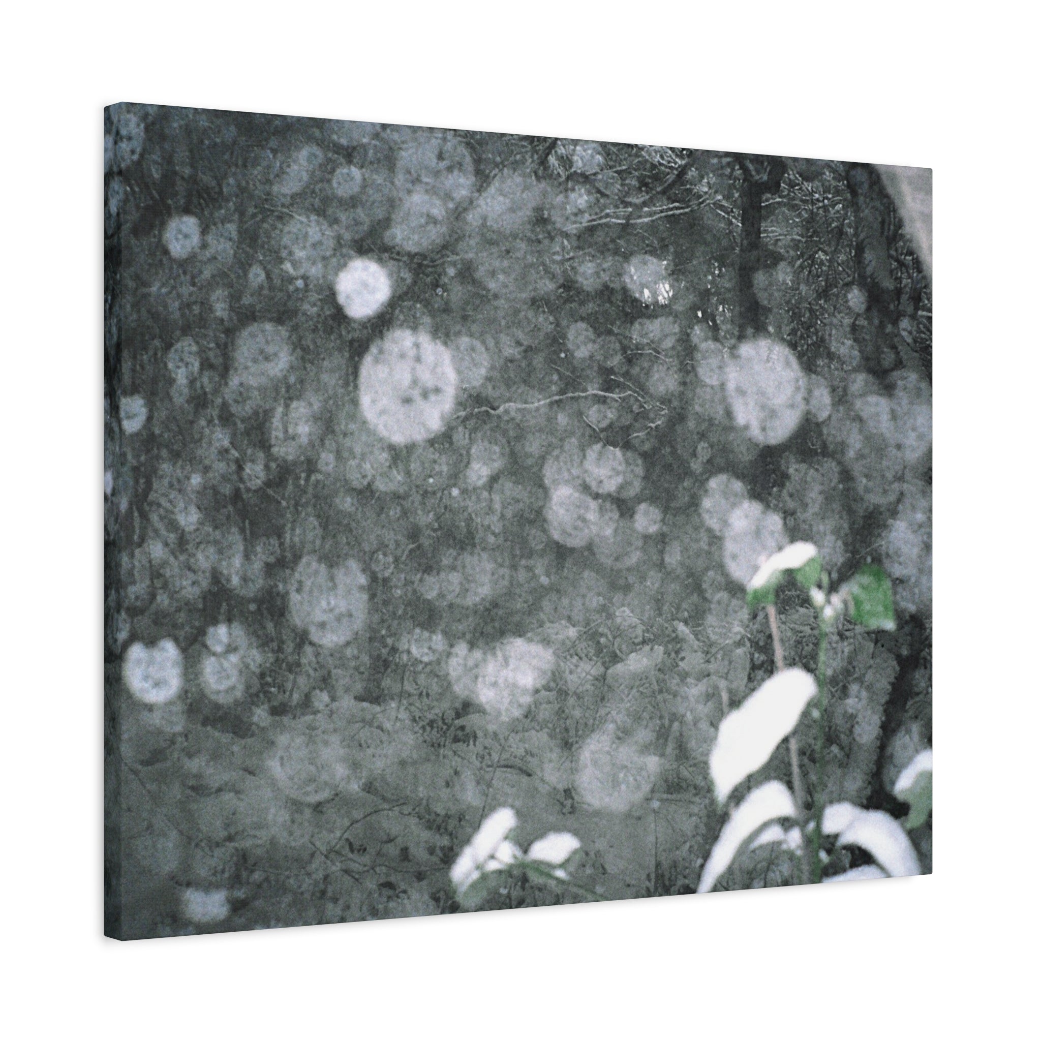 Jeju Snowy Gotjawal Forest Canvas Print