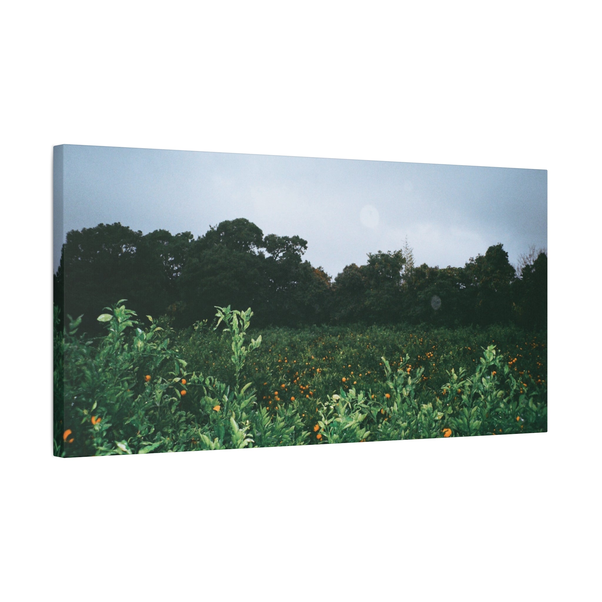 Jeju Winter Snowy Tangerine Orchard Canvas Print