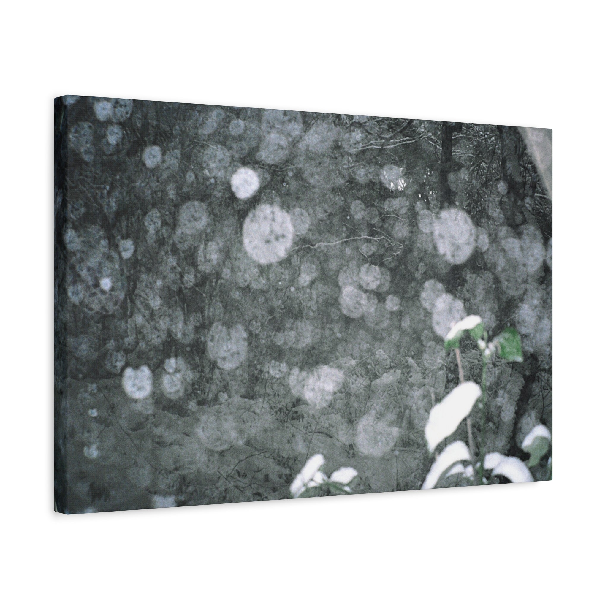 Jeju Snowy Gotjawal Forest Canvas Print