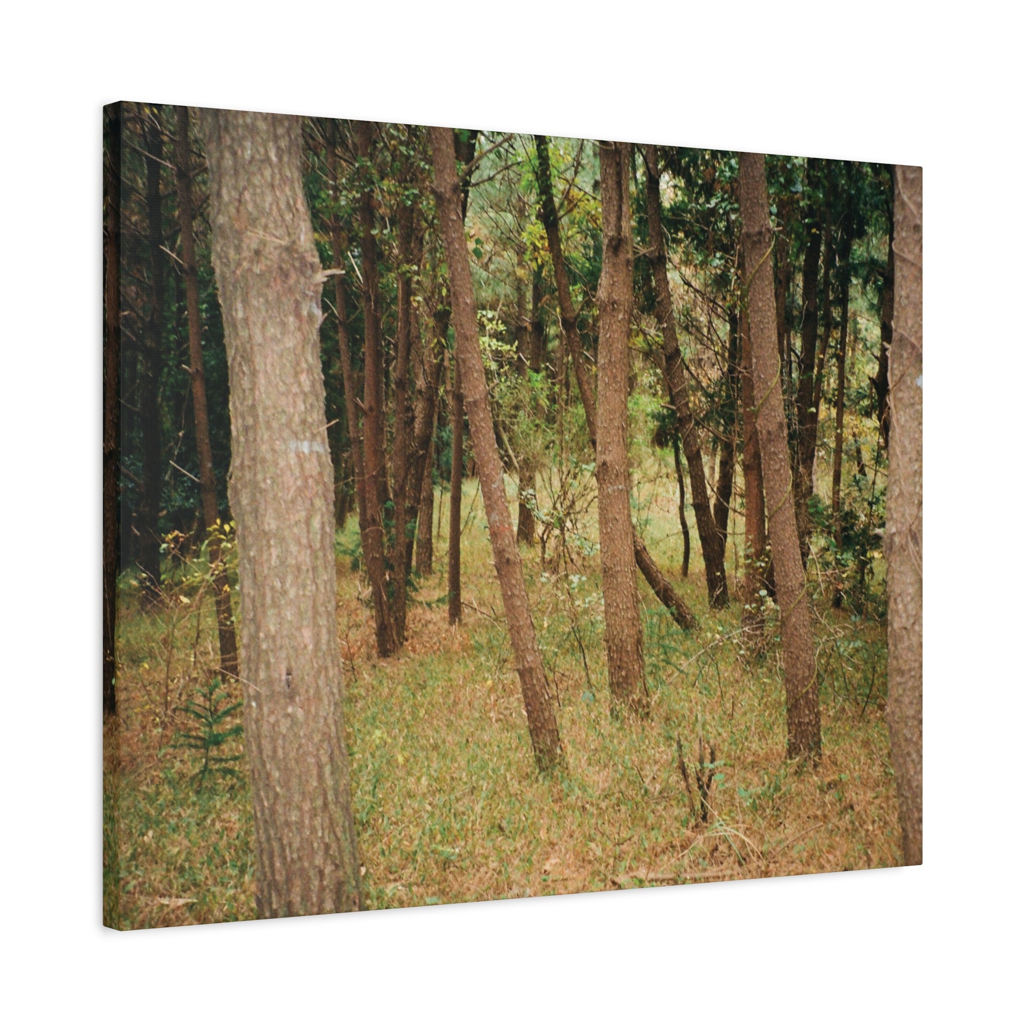 Jeju Gungdae Oreum Forest Canvas Print