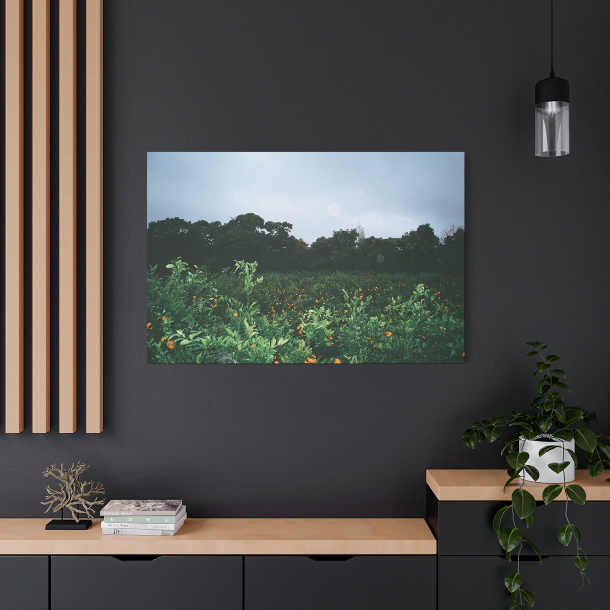 Jeju Winter Snowy Tangerine Orchard Canvas Print
