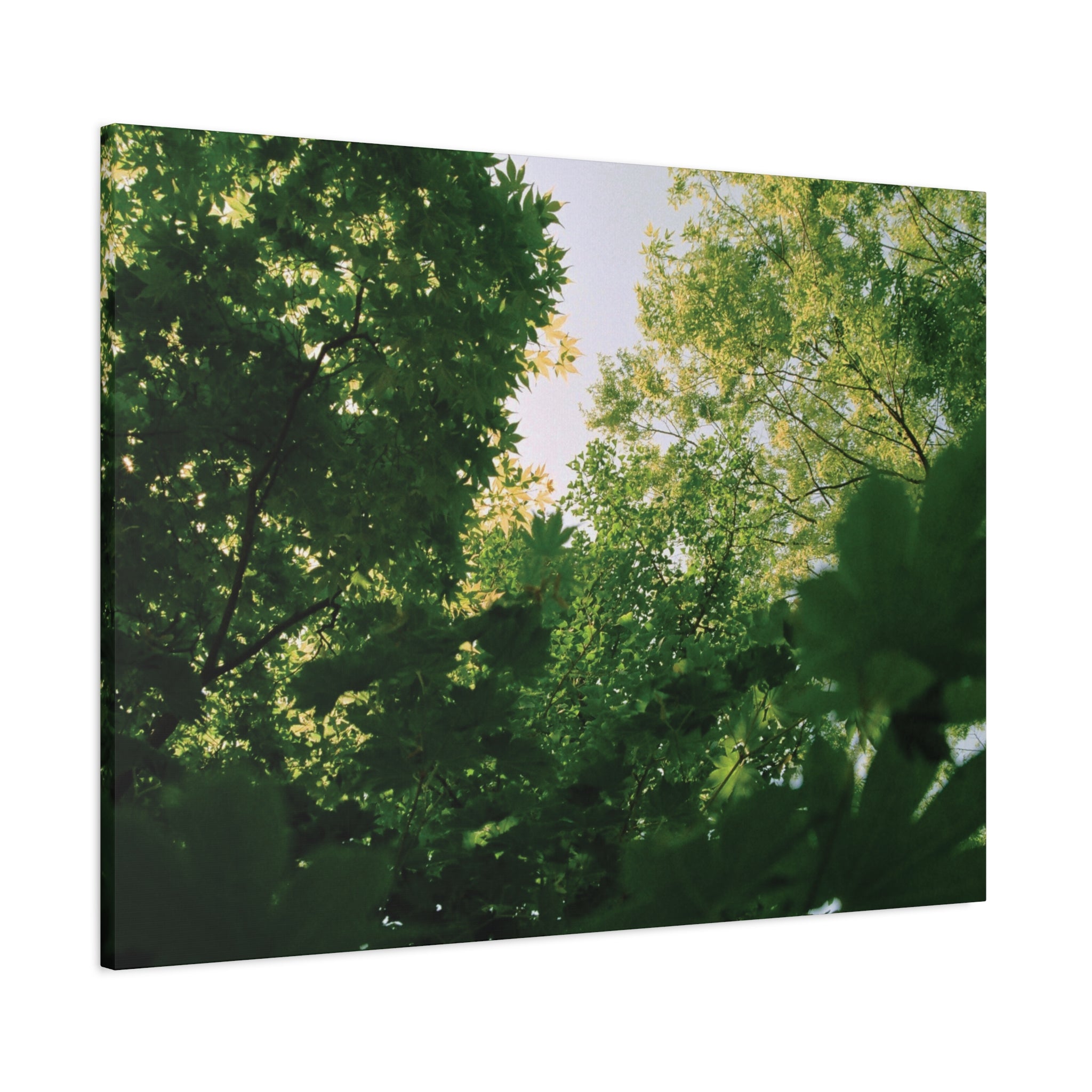May Maple Leaves Canvas Print