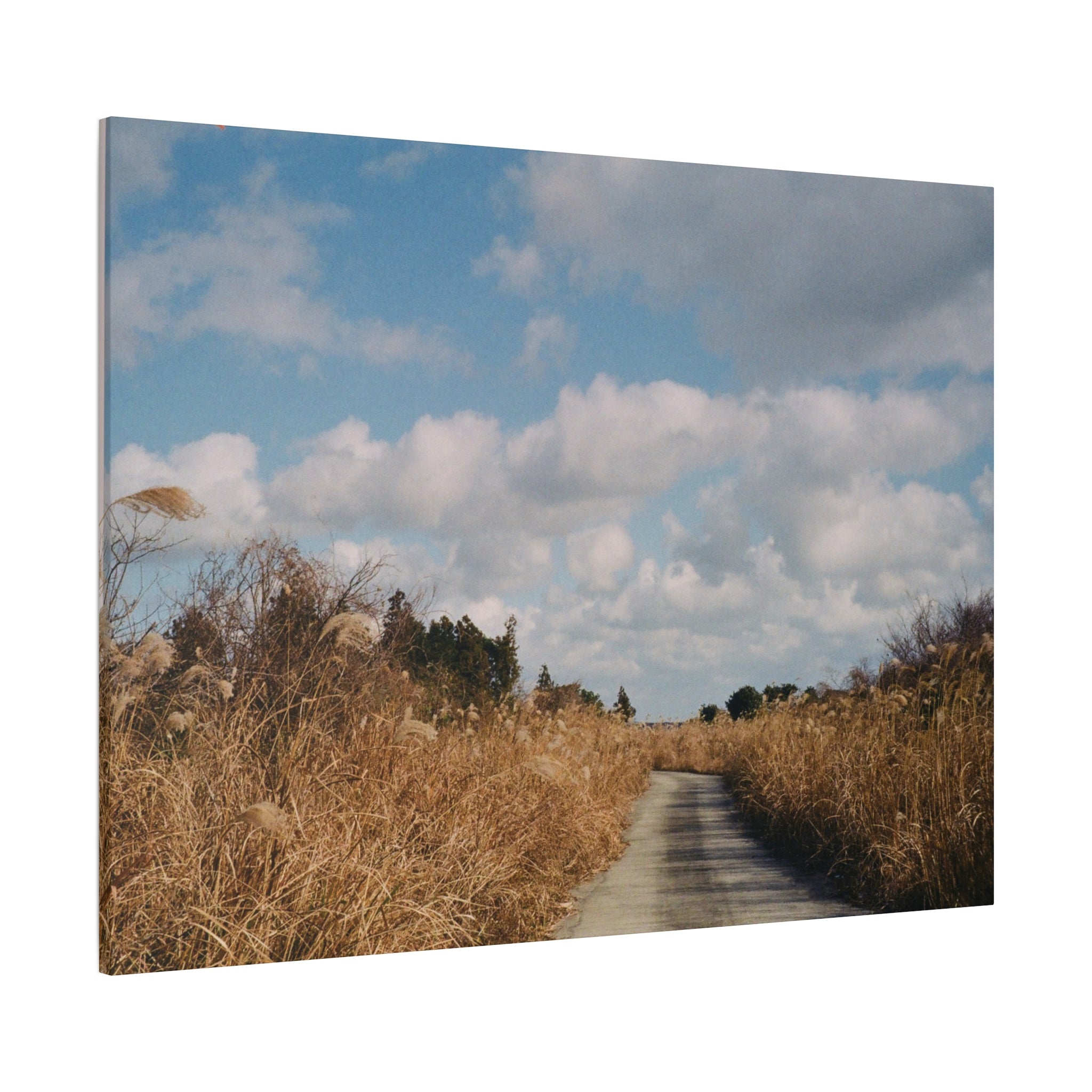 Jeju Gotjawal Winter Silver Grass Canvas Print
