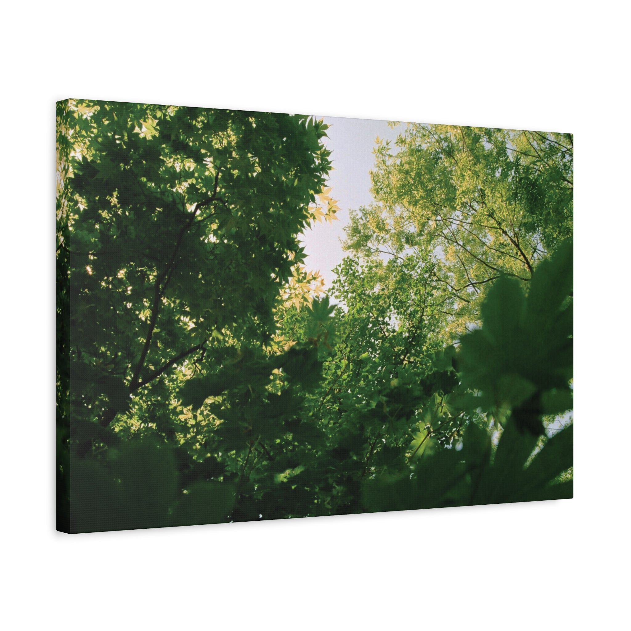 May Maple Leaves Canvas Print