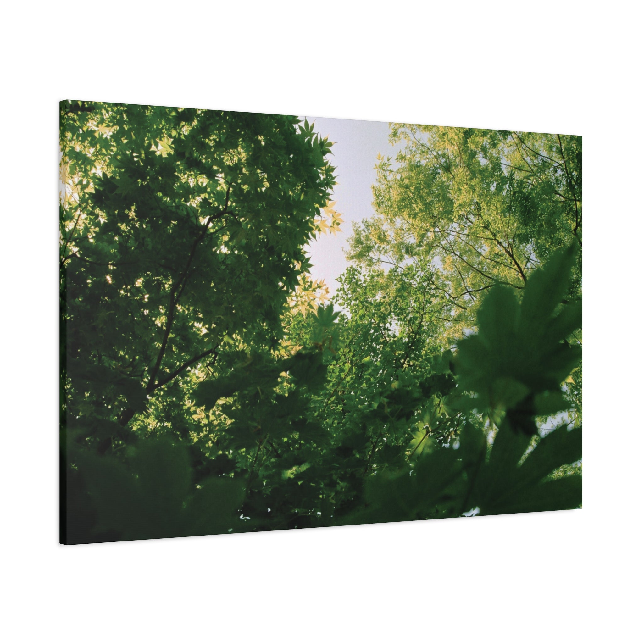 May Maple Leaves Canvas Print
