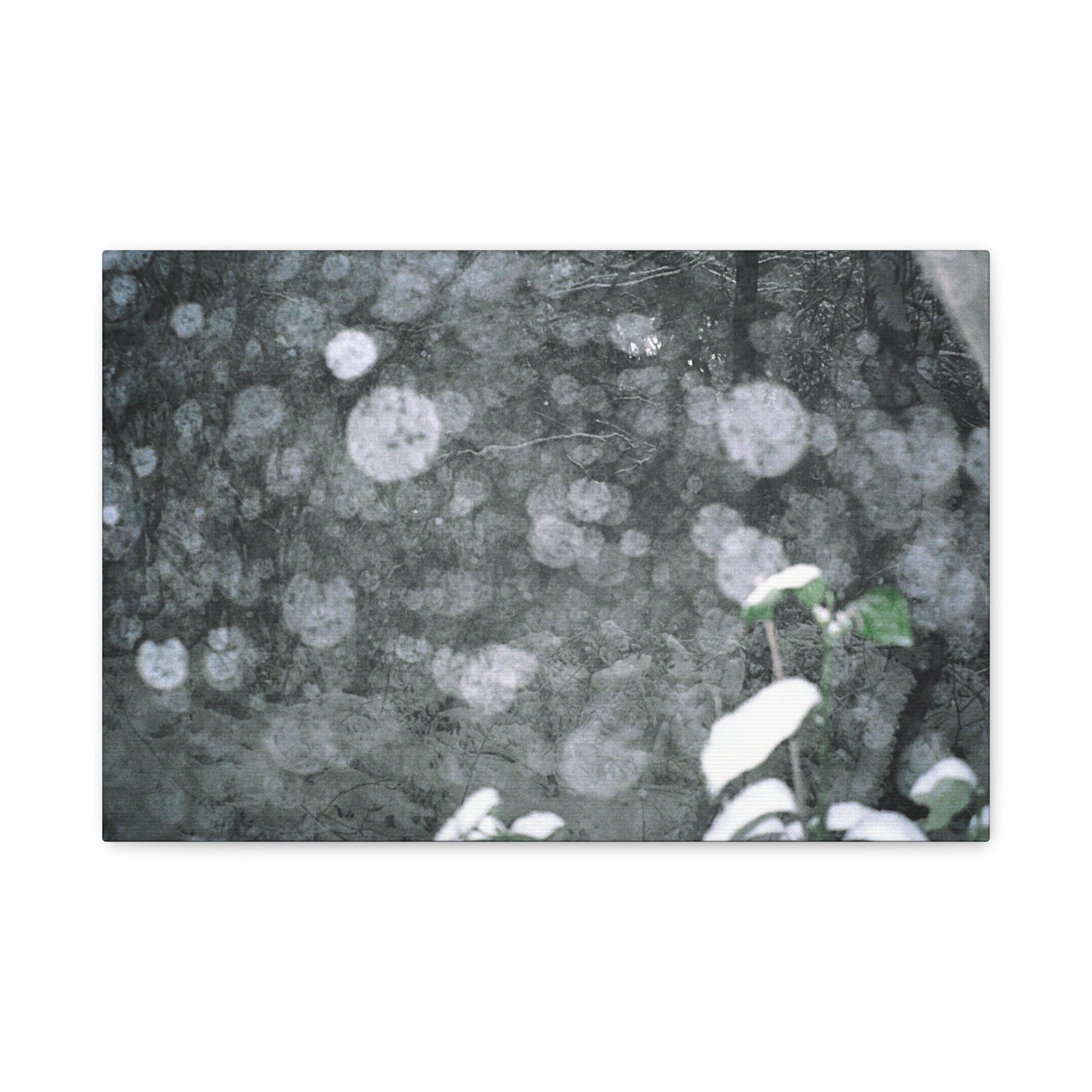 Jeju Snowy Gotjawal Forest Canvas Print