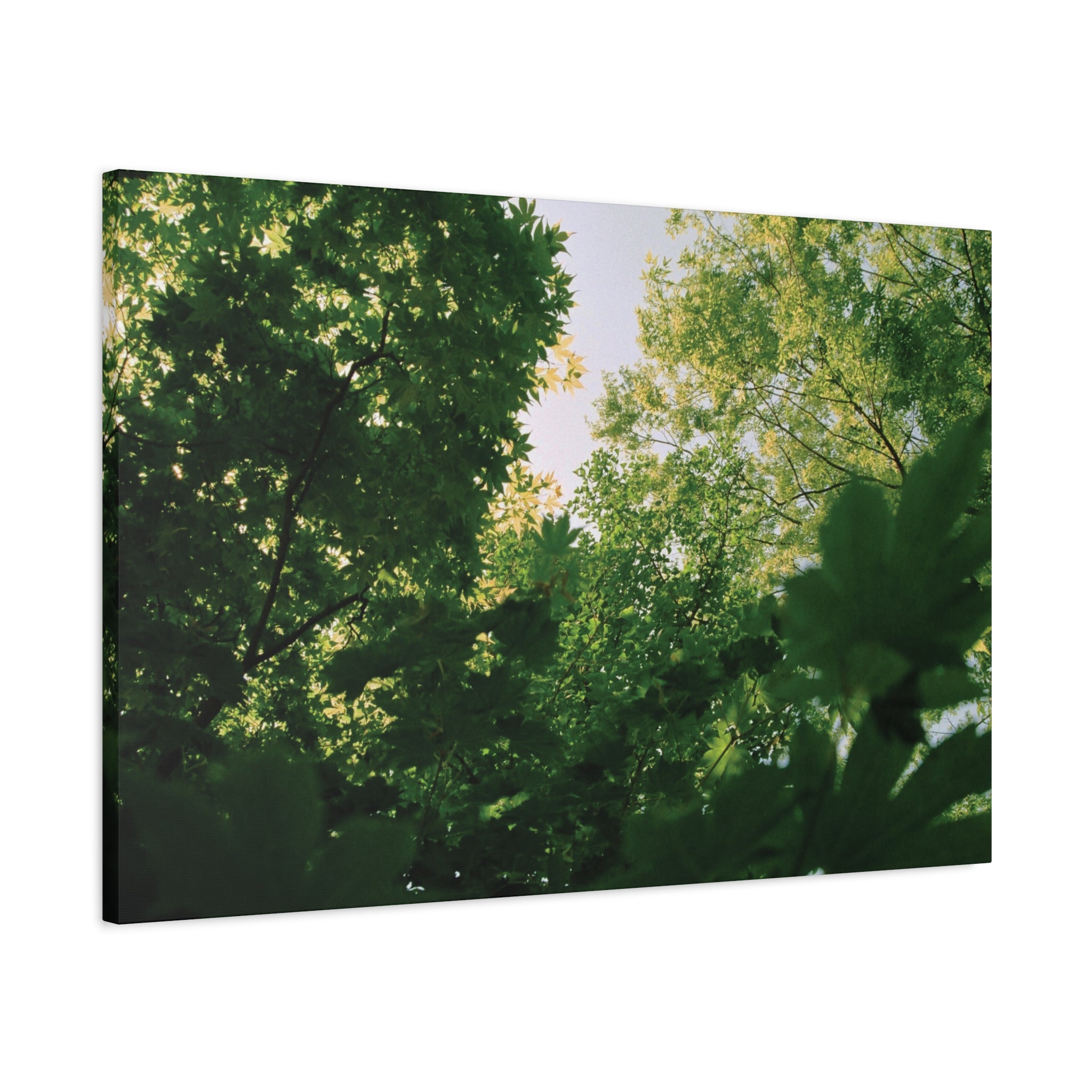 May Maple Leaves Canvas Print