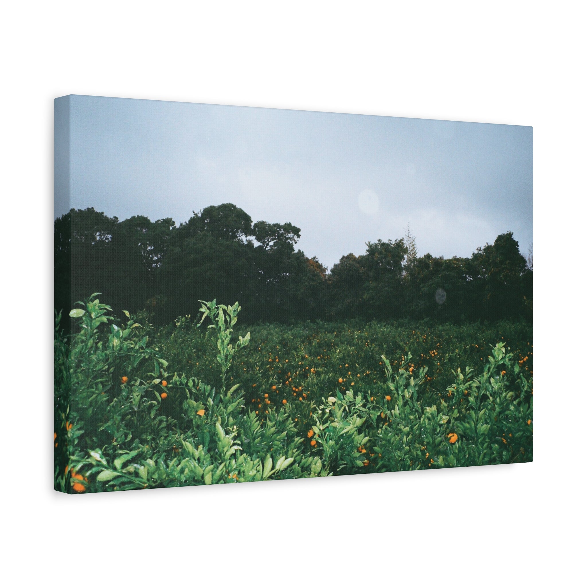 Jeju Winter Tangerine Orchard Canvas Print — Matte Stretched Wall Art