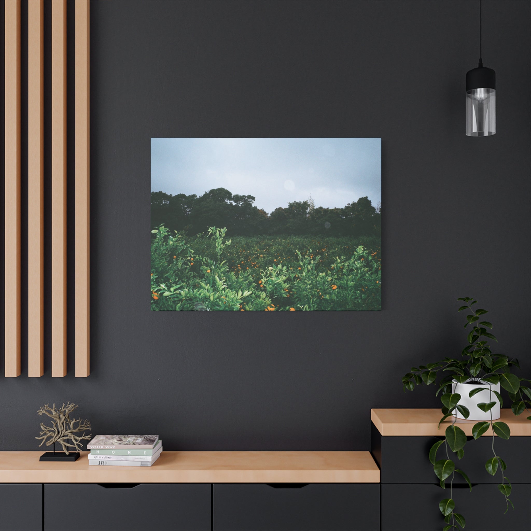 Jeju Winter Snowy Tangerine Orchard Canvas Print