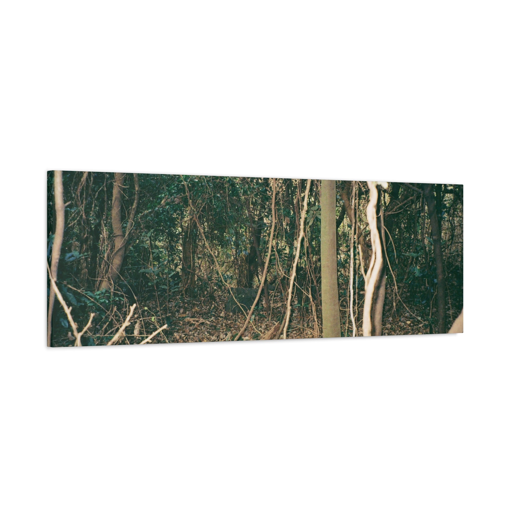 Jeju Gotjawal Forest Canvas Print