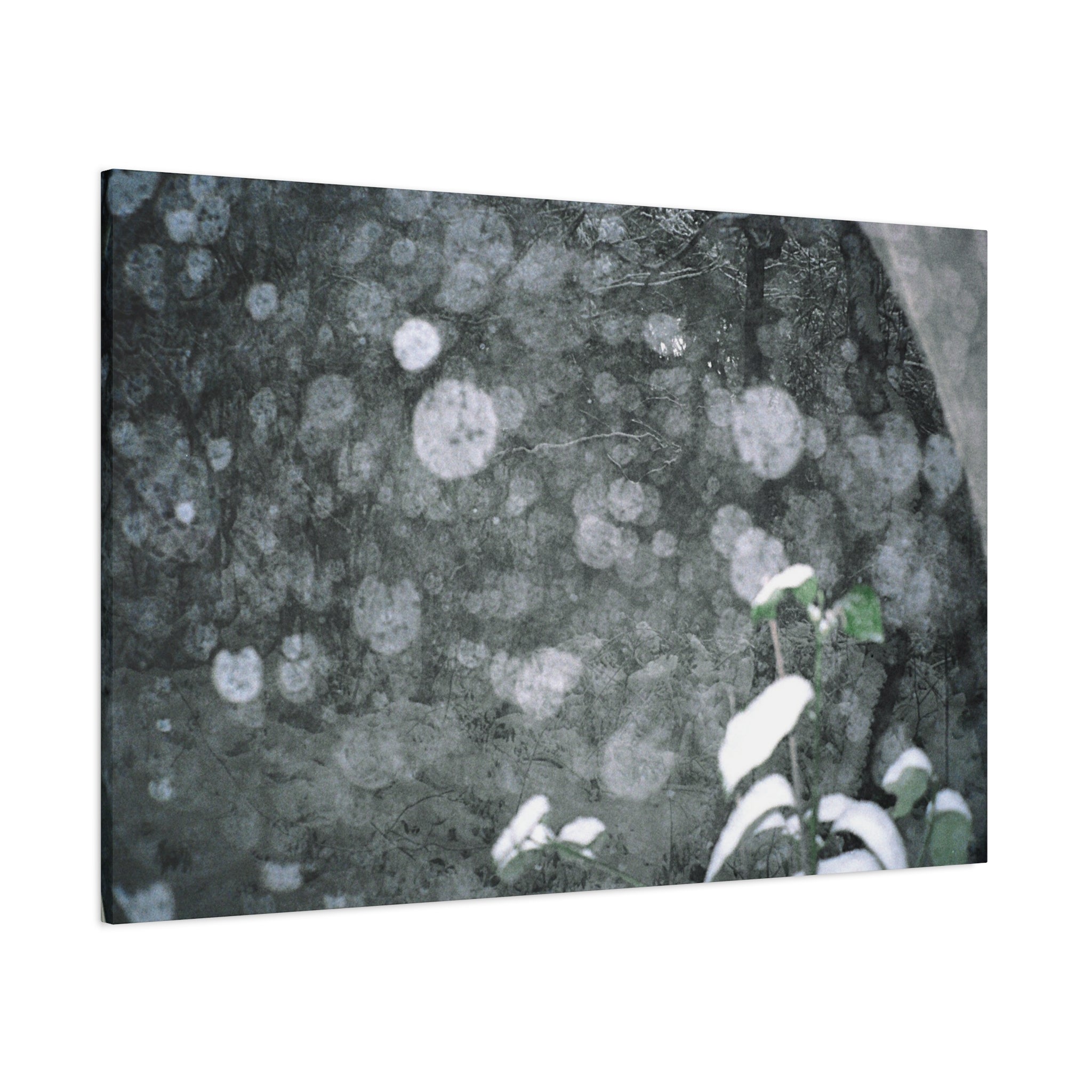 Jeju Snowy Gotjawal Forest Canvas Print