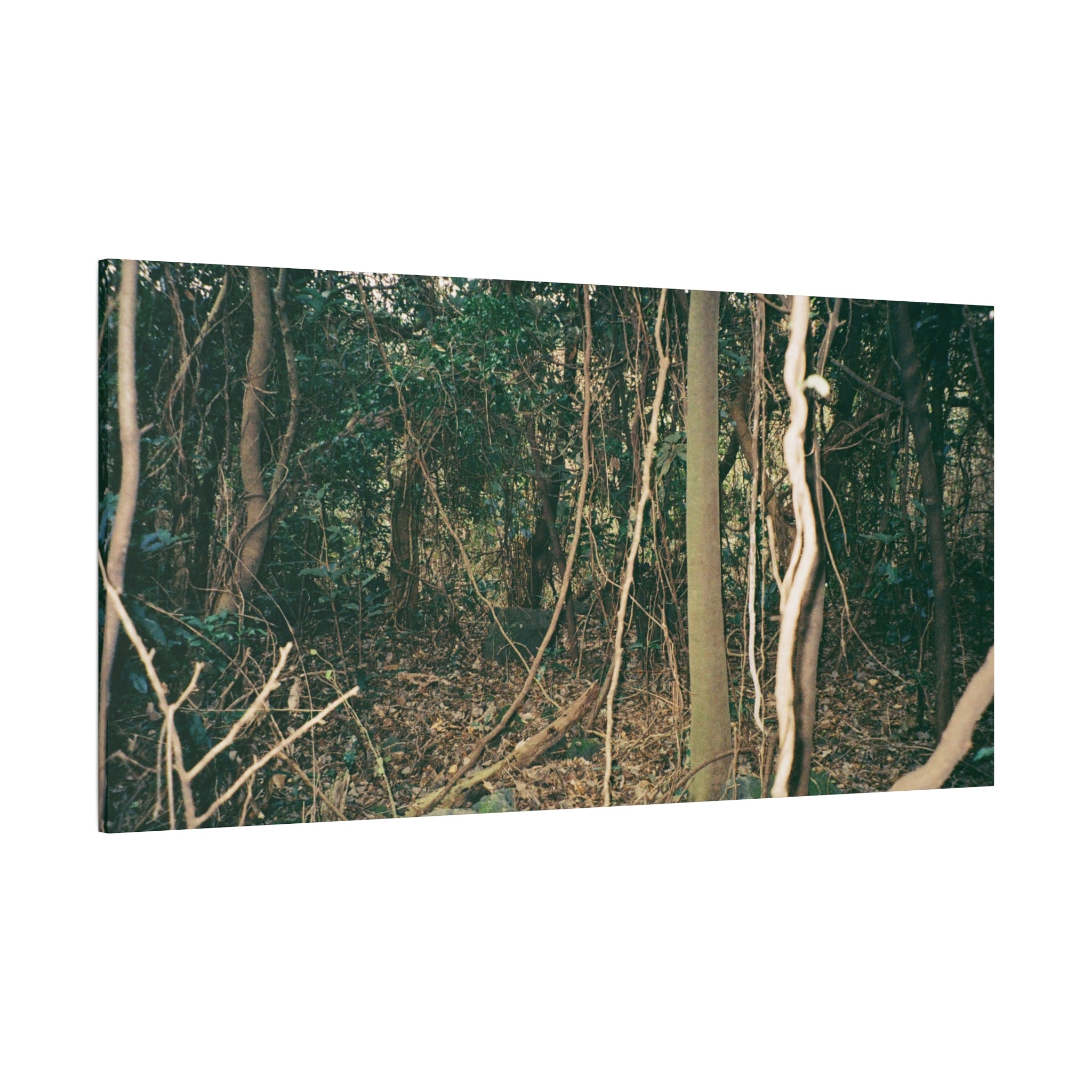 Jeju Gotjawal Forest Canvas Print