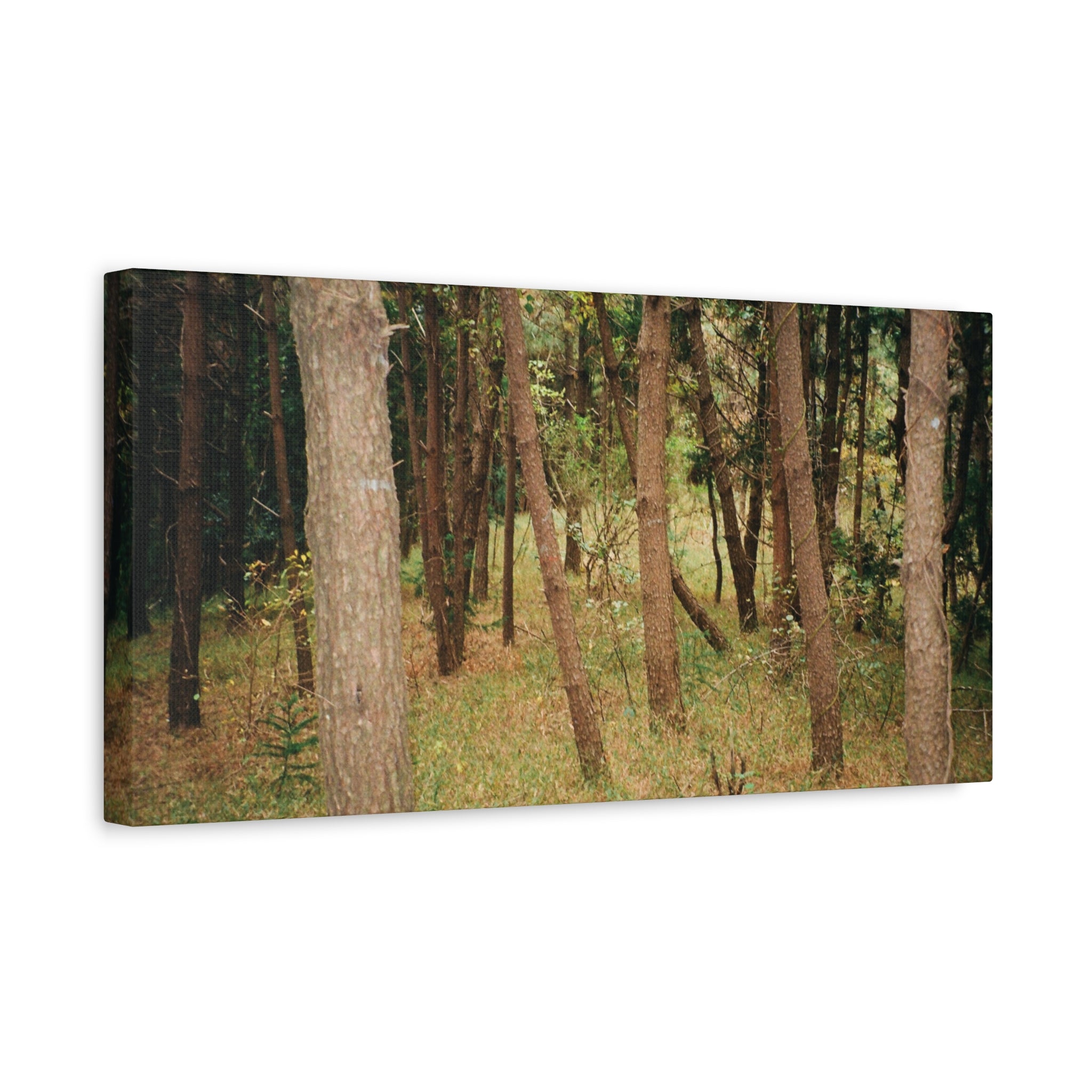 Jeju Gungdae Oreum Forest Canvas Print