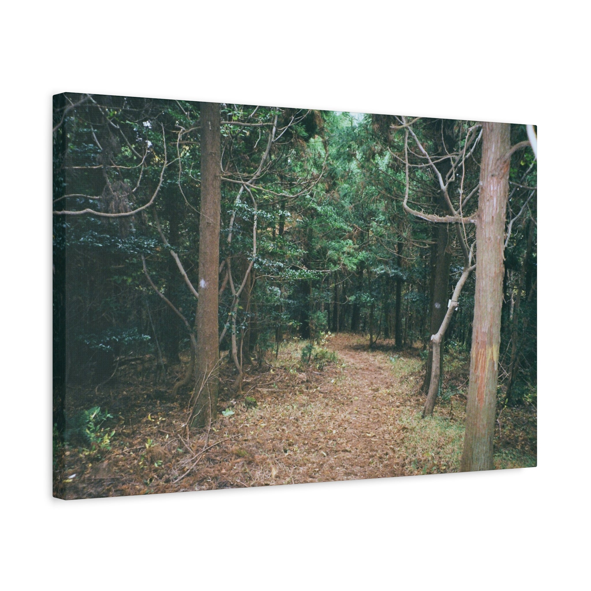 Jeju Winter Oreum Forest Canvas Print