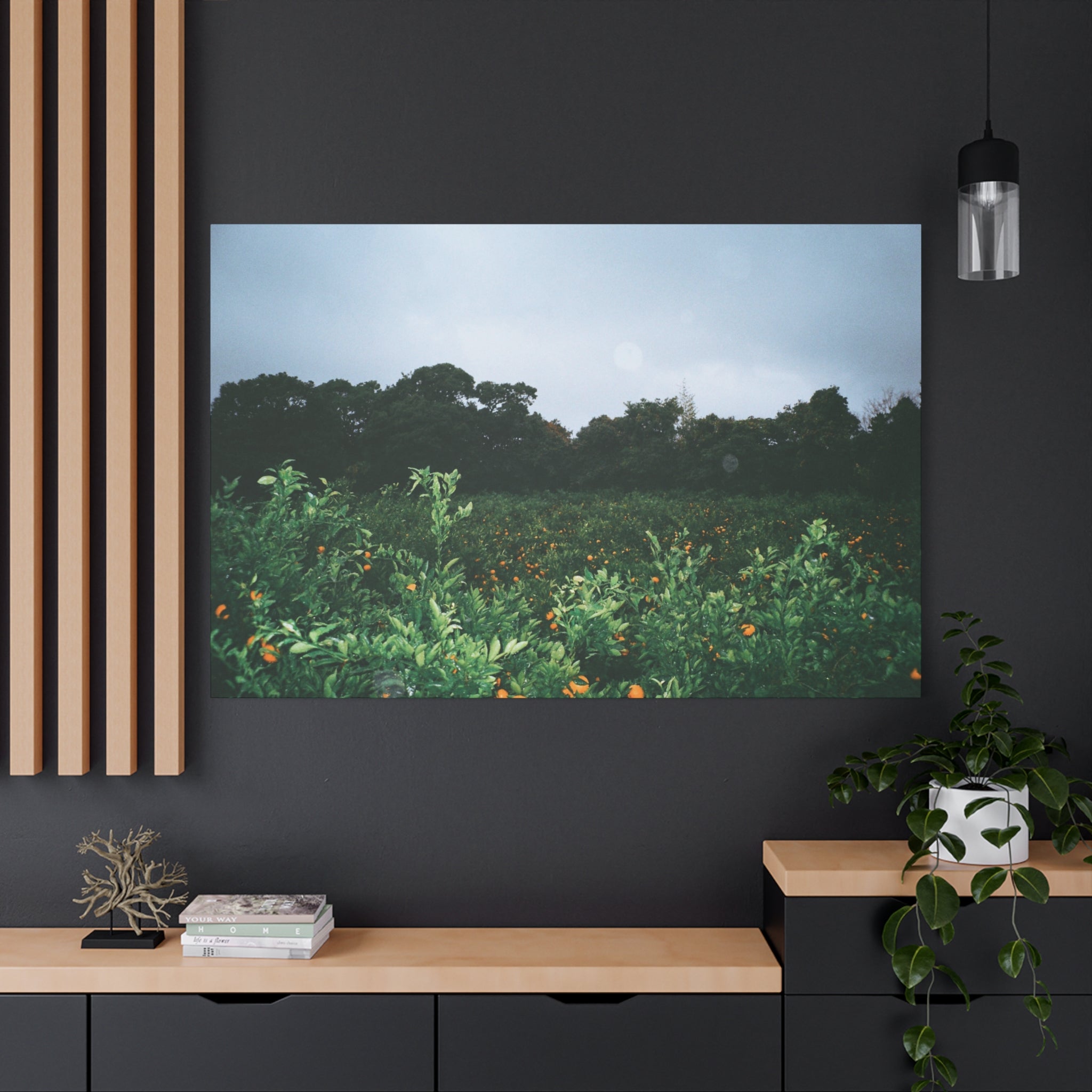 Jeju Winter Snowy Tangerine Orchard Canvas Print