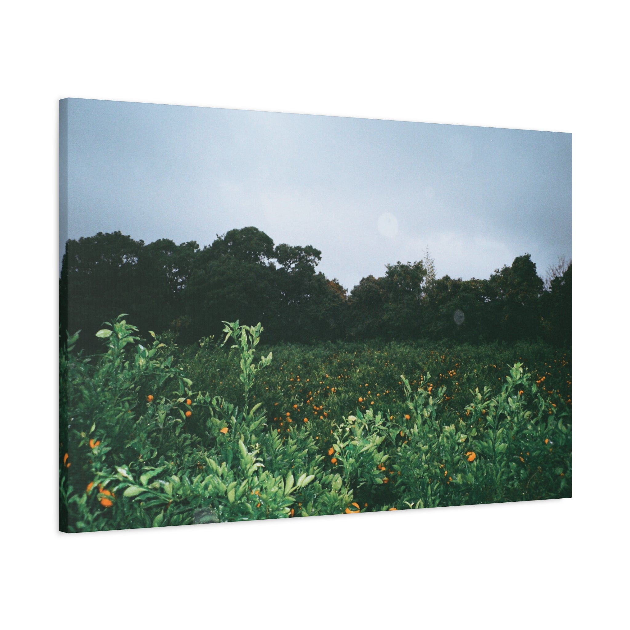 Jeju Winter Snowy Tangerine Orchard Canvas Print