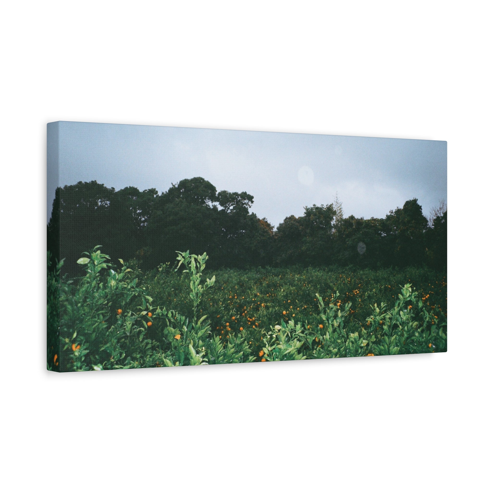 Jeju Winter Snowy Tangerine Orchard Canvas Print
