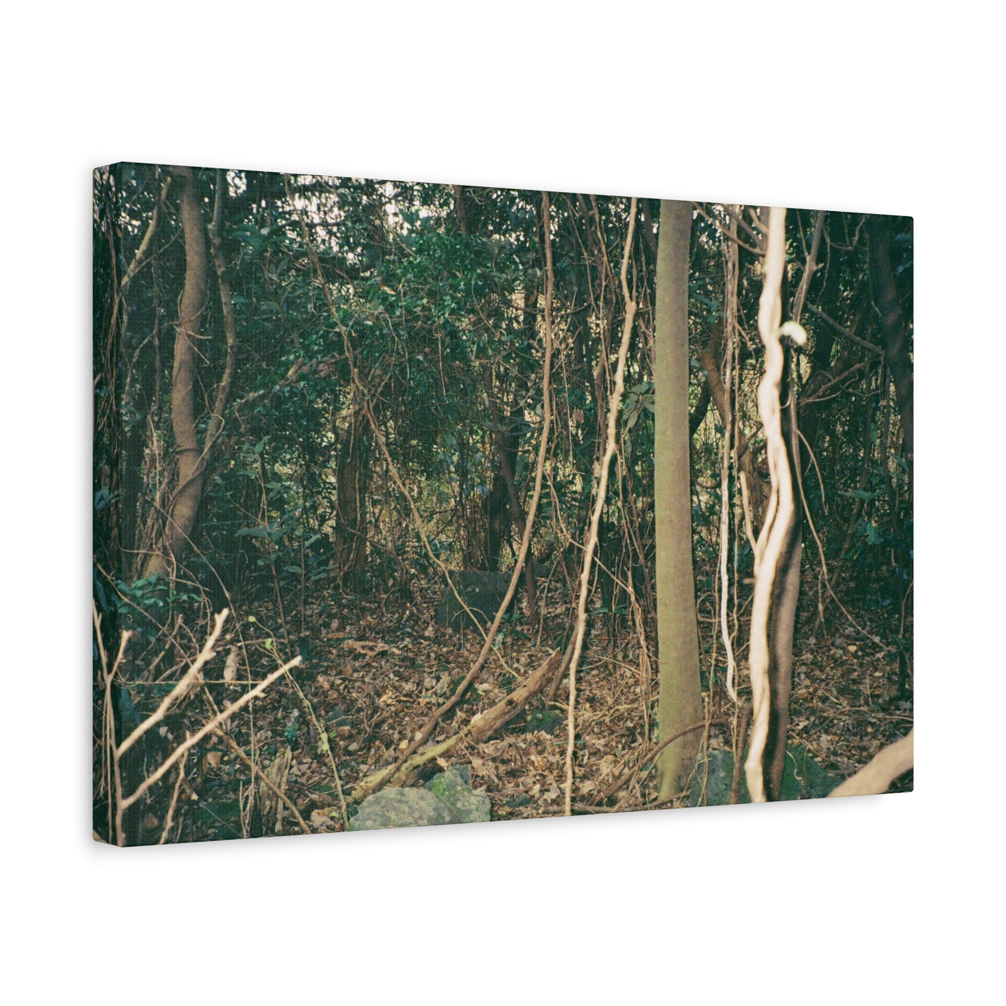 Jeju Gotjawal Forest Canvas Print