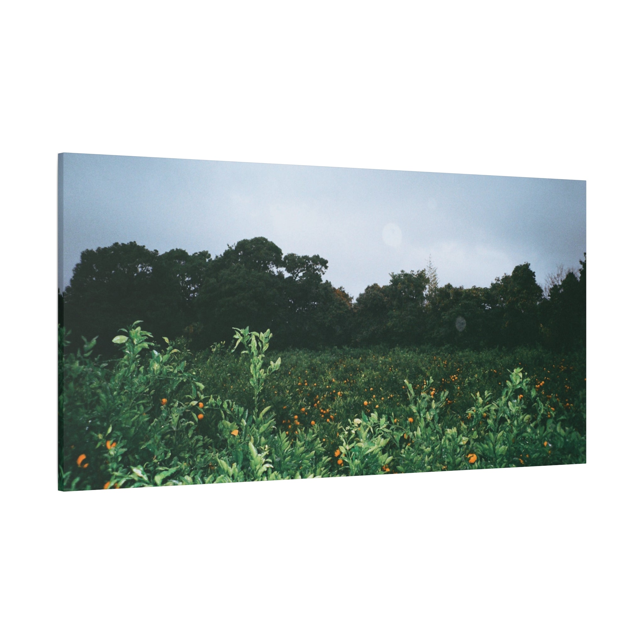 Jeju Winter Snowy Tangerine Orchard Canvas Print