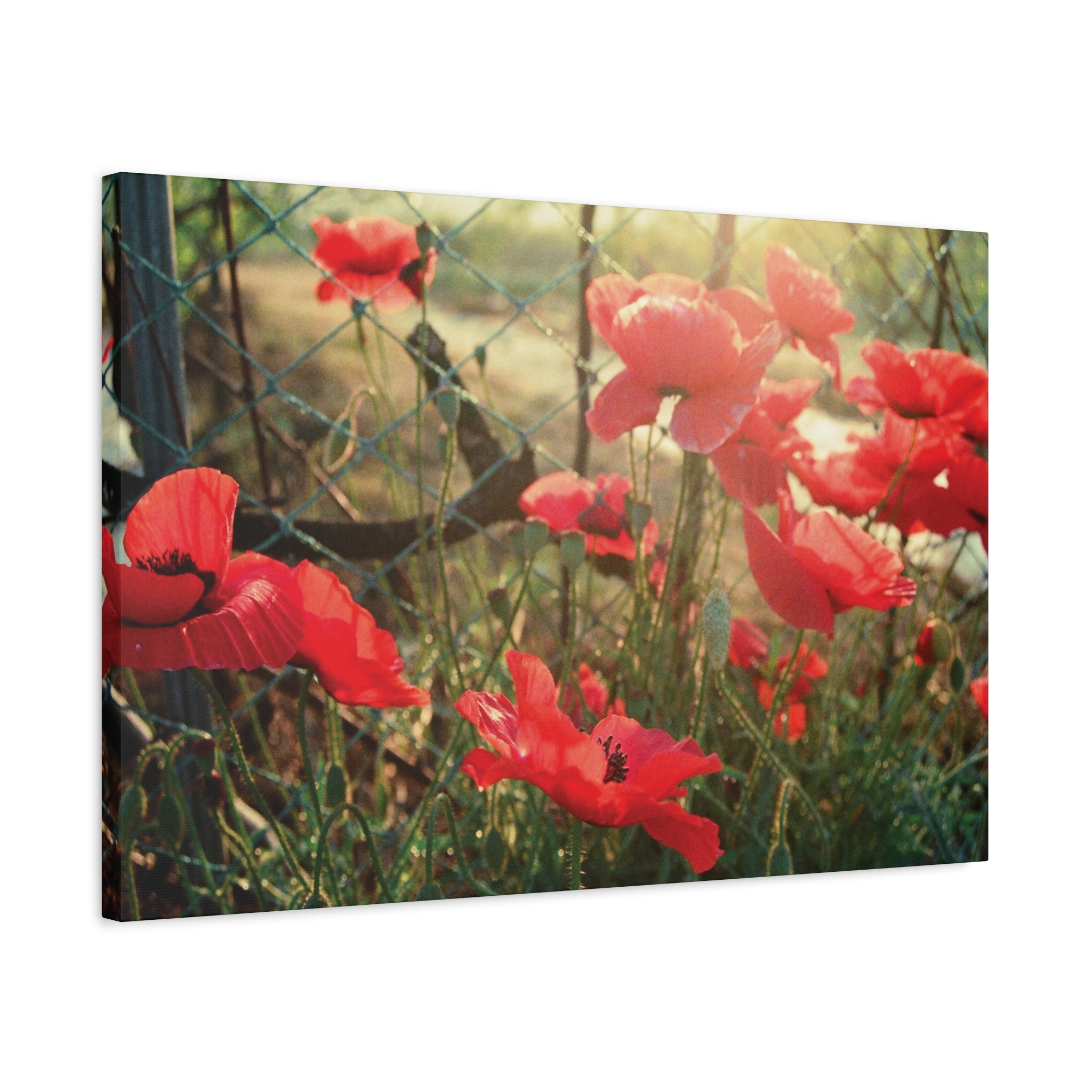 Wonju Red Flower Roadside Canvas Print — Summer Countryside Wall Art