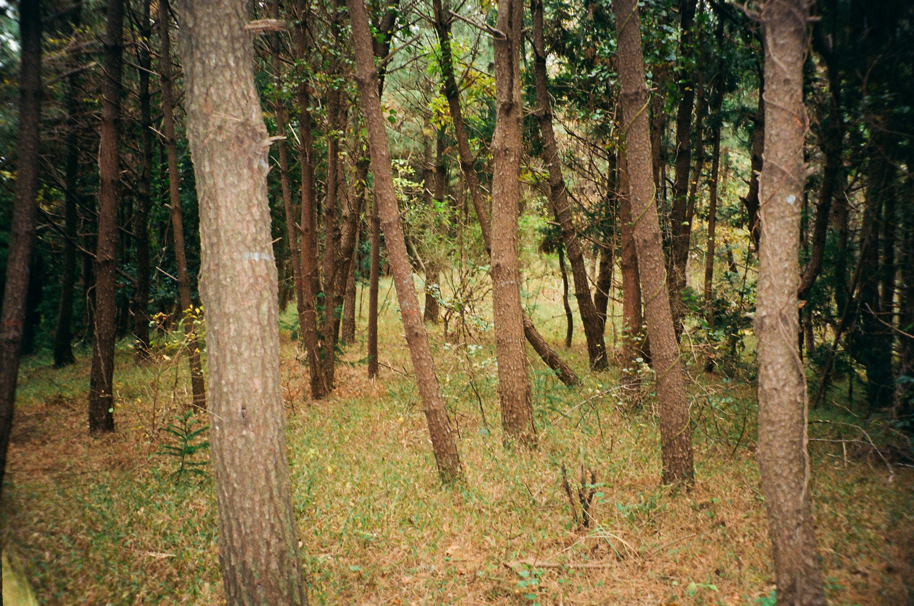 Image of Jeju Winter Forest